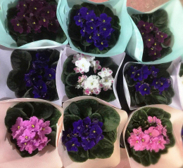 Фиалка без цветов Фиалка без цветов